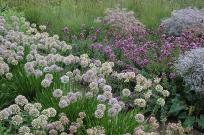 Jan Geisen photography wildflower garden Millenium Park Chicago Illinois