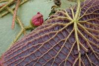 Jan Geisen photography - compost pile of water lilies Como Park Conservatory St Paul Minnesota