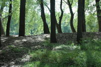 Jan Geisen photography, landscape photo trees